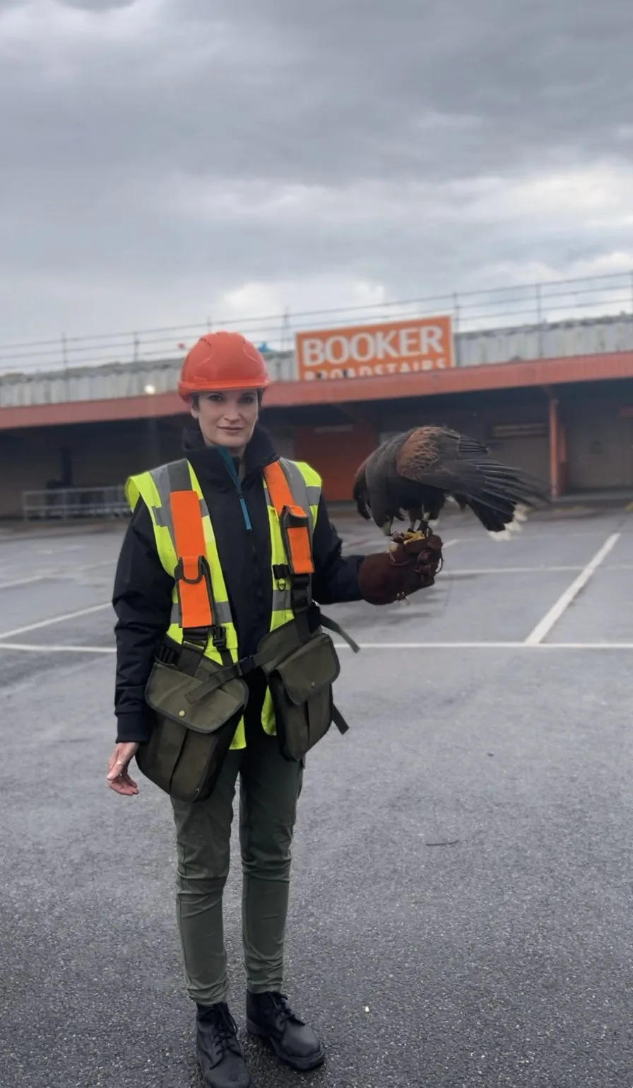 Operative with Harris hawk on a commercial construction site — Avian Environmental UK bird management