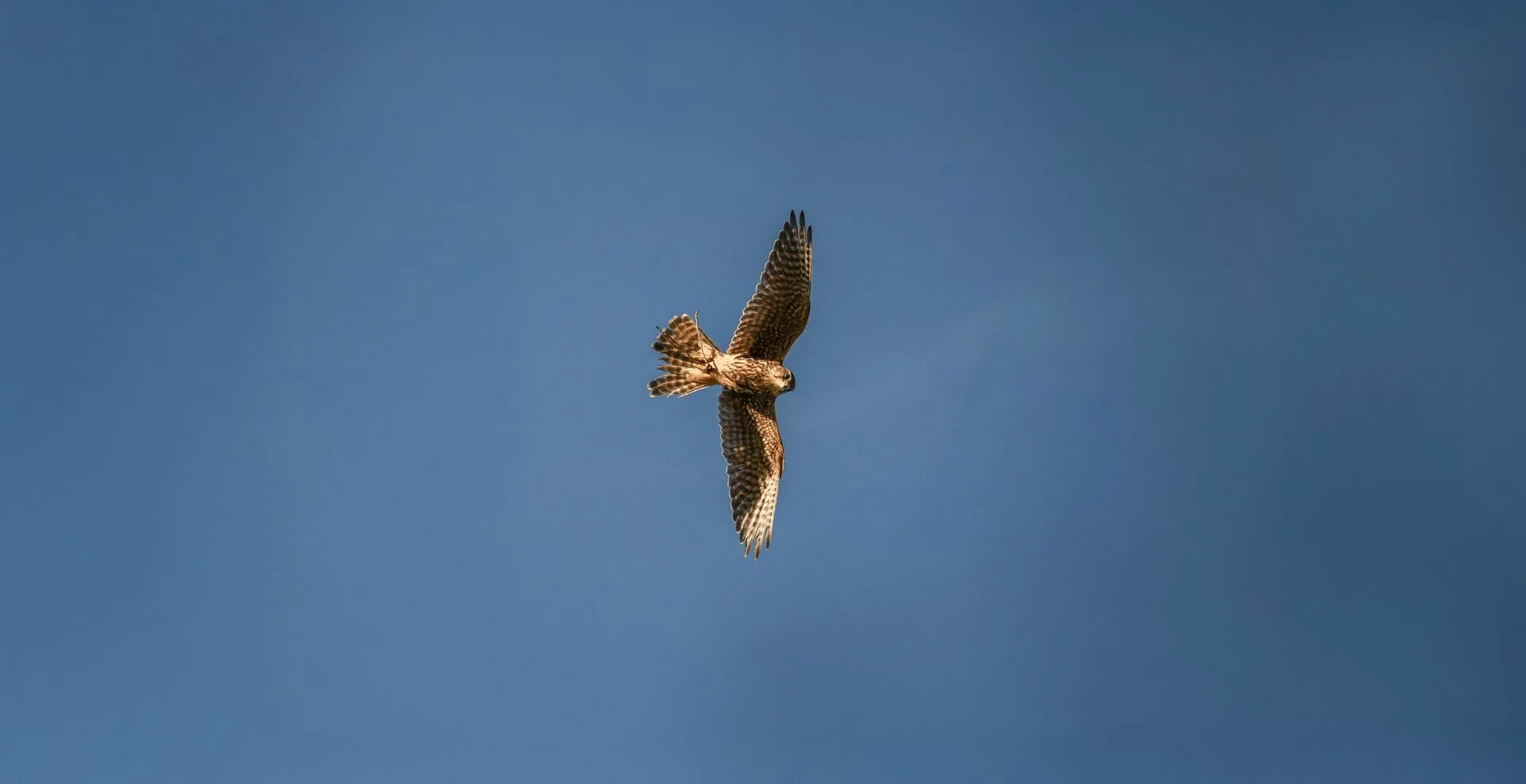 Lanner falcon in flight against deep blue sky — wings fully extended, aerial deterrence during the Booker Broadstairs bird-management programme
