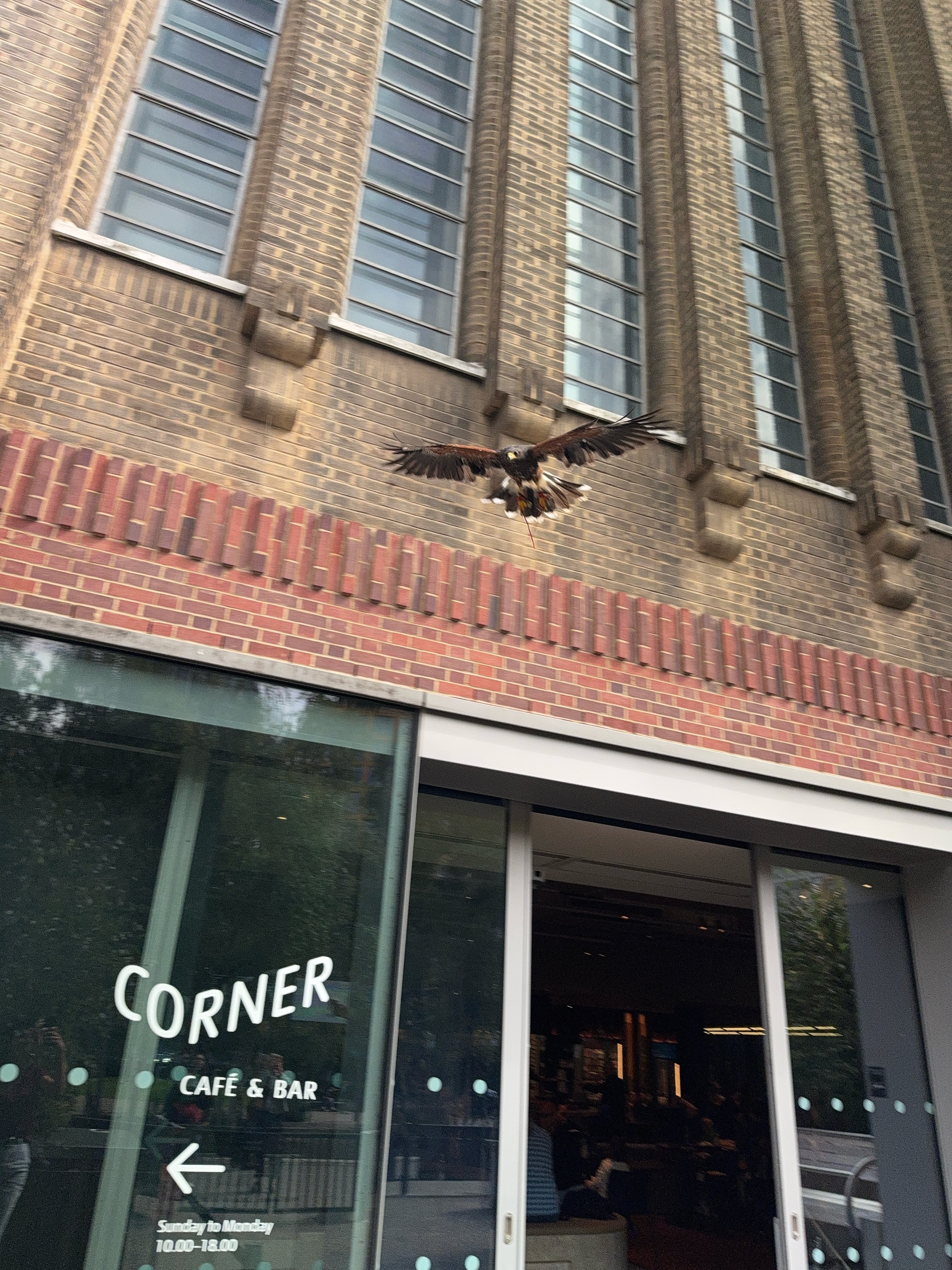 Harris hawk in flight past Tate Modern — falconry bird control at London heritage and cultural buildings