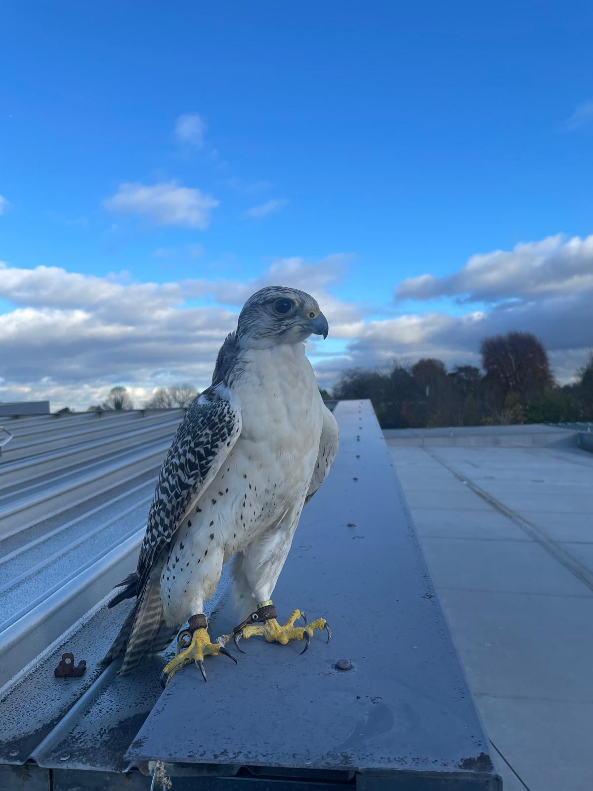 Gyrfalcon perched on commercial roof edge — falconry-led gull deterrence programme