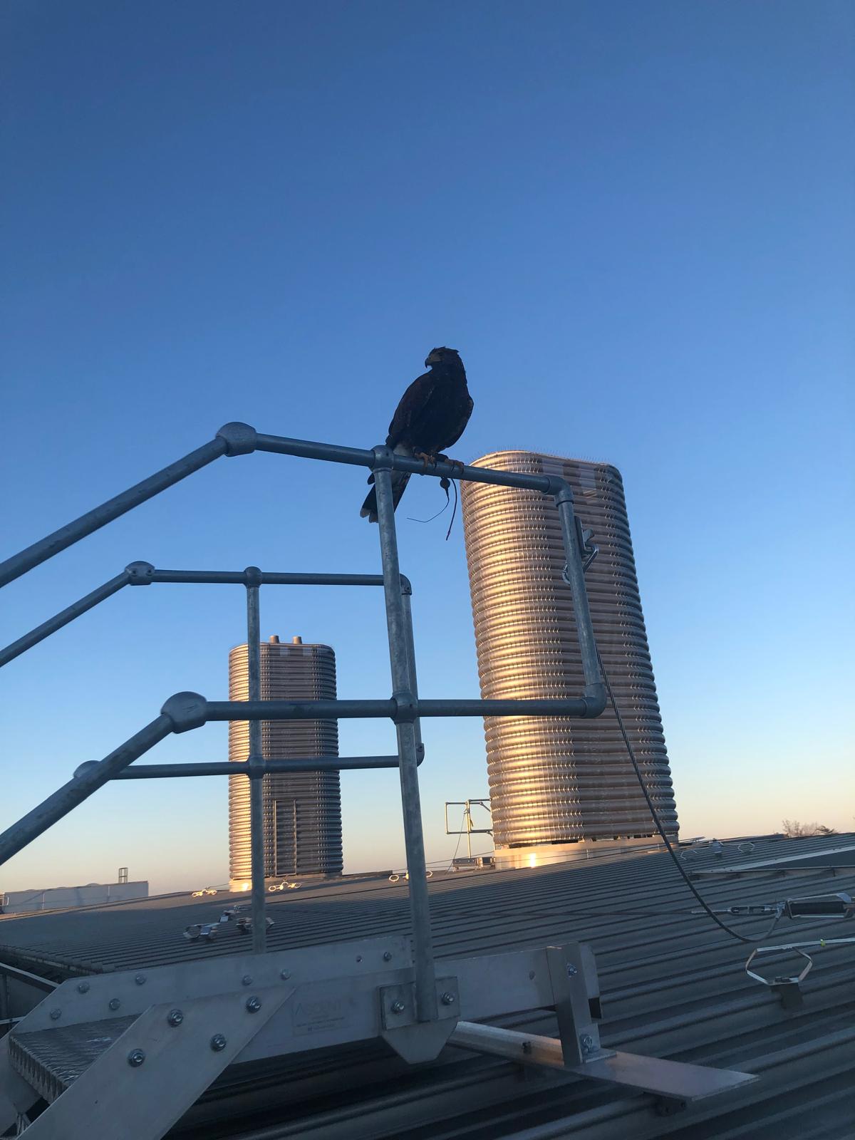 Harris hawk perched on industrial rooftop scaffolding at dawn — commercial bird control in London