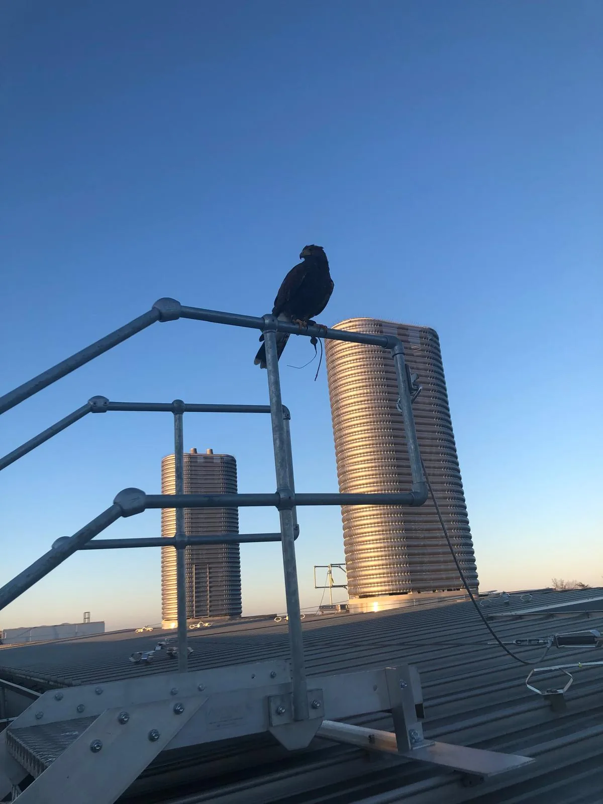 Harris hawk on industrial rooftop scaffolding at dawn — commercial bird control