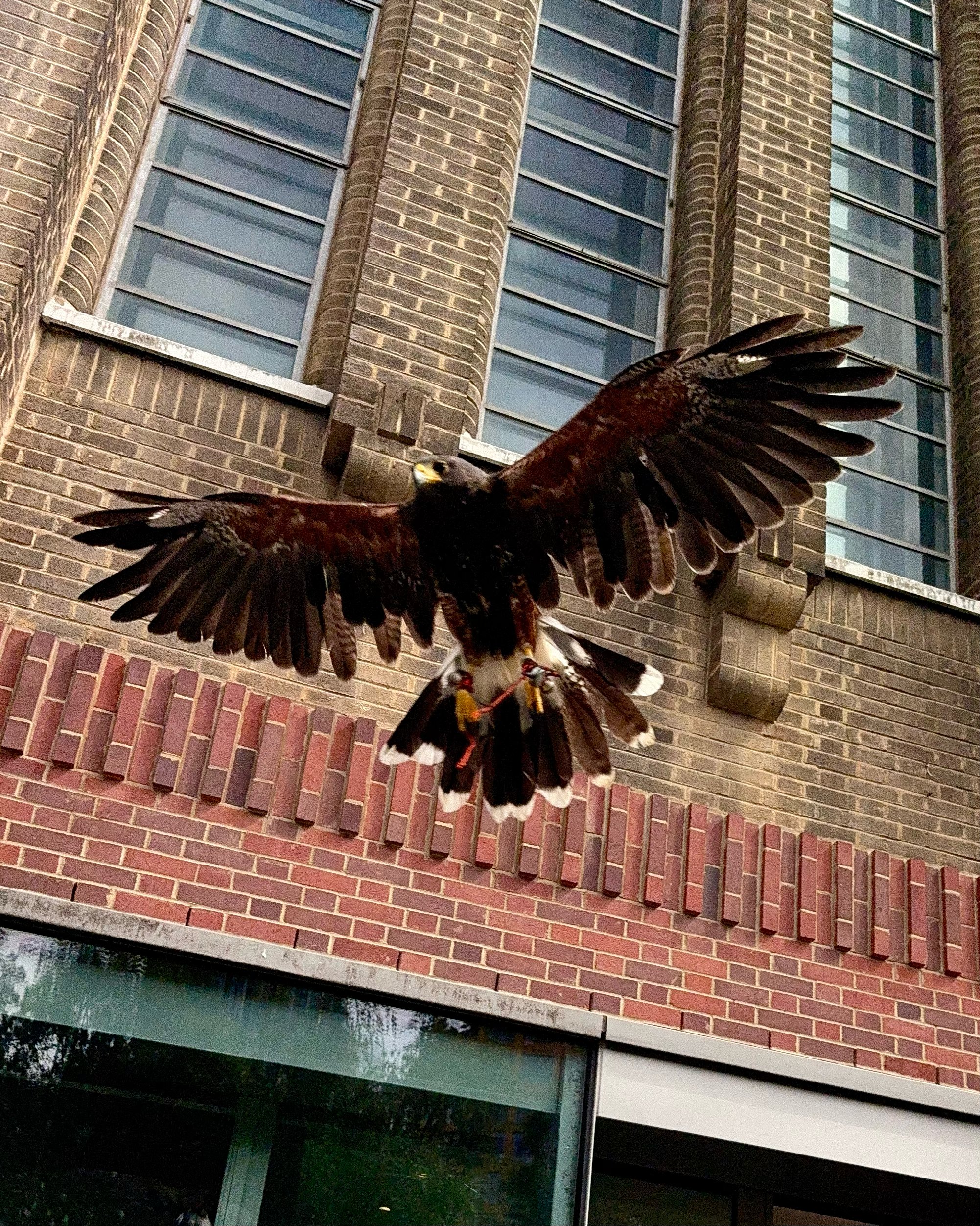 Harris hawk in flight past Tate Modern facade — bird control for cultural landmarks in London