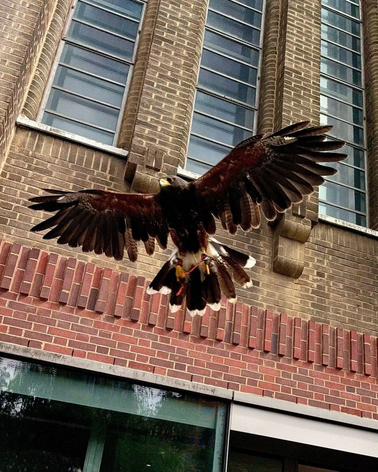 Harris hawk in flight at urban building — feral pigeon control