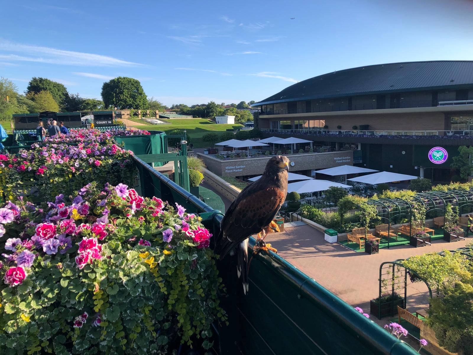 Harris hawk at Wimbledon during operational patrol — Avian Environmental UK