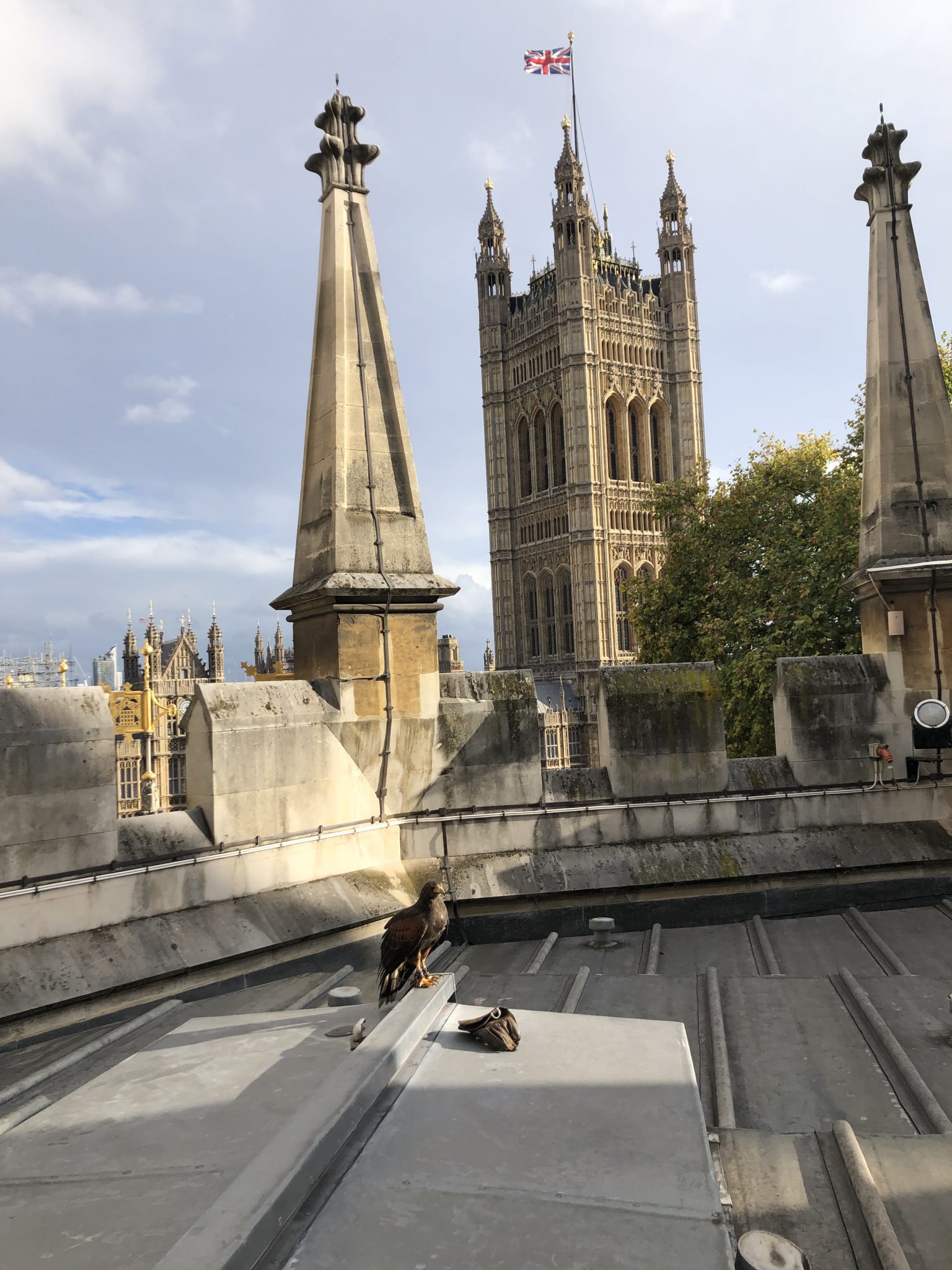 Harris hawk on Westminster Abbey rooftop with Victoria Tower in background — heritage bird control