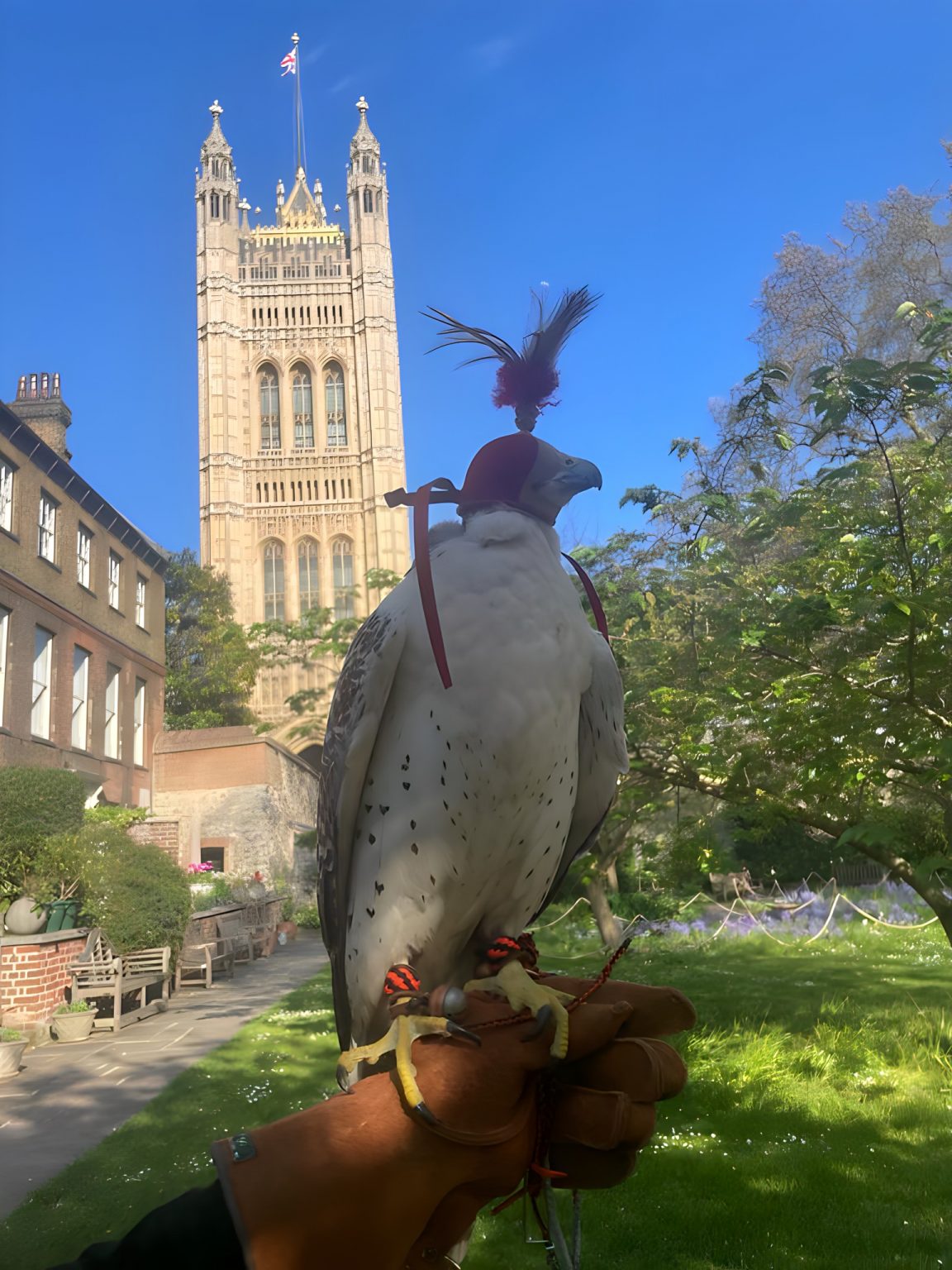 Falcon hooded on glove with Westminster tower in background — operational falconry London