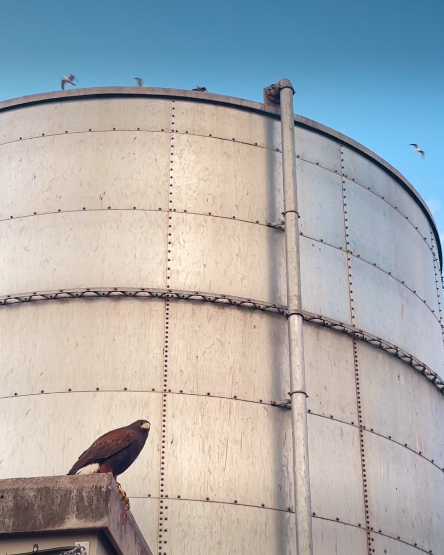 Harris hawk on industrial structure with gulls in background — gull control at industrial site, UK