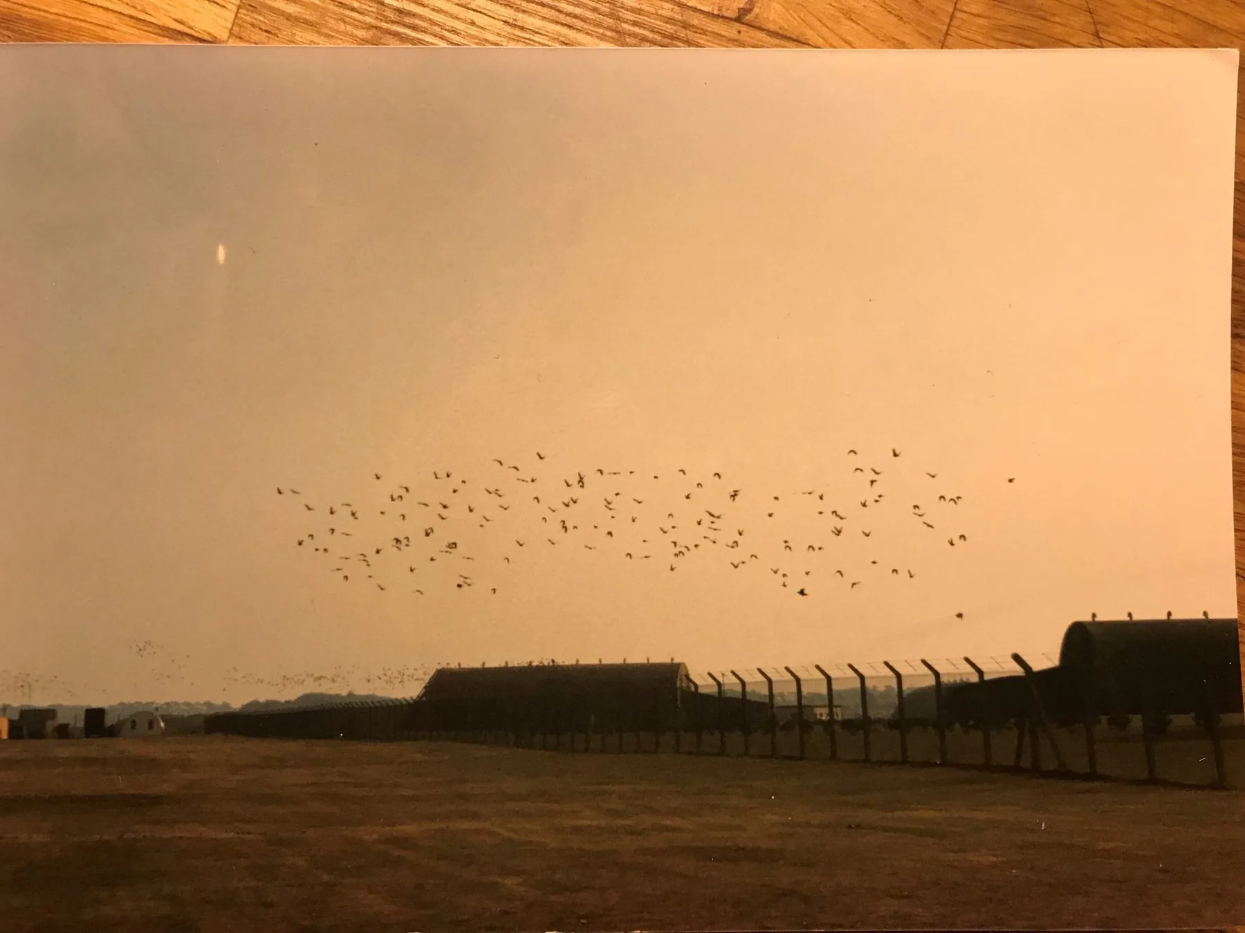 Dense flock of birds in flight over RAF Lakenheath — military aircraft shelters visible in the background, early morning light