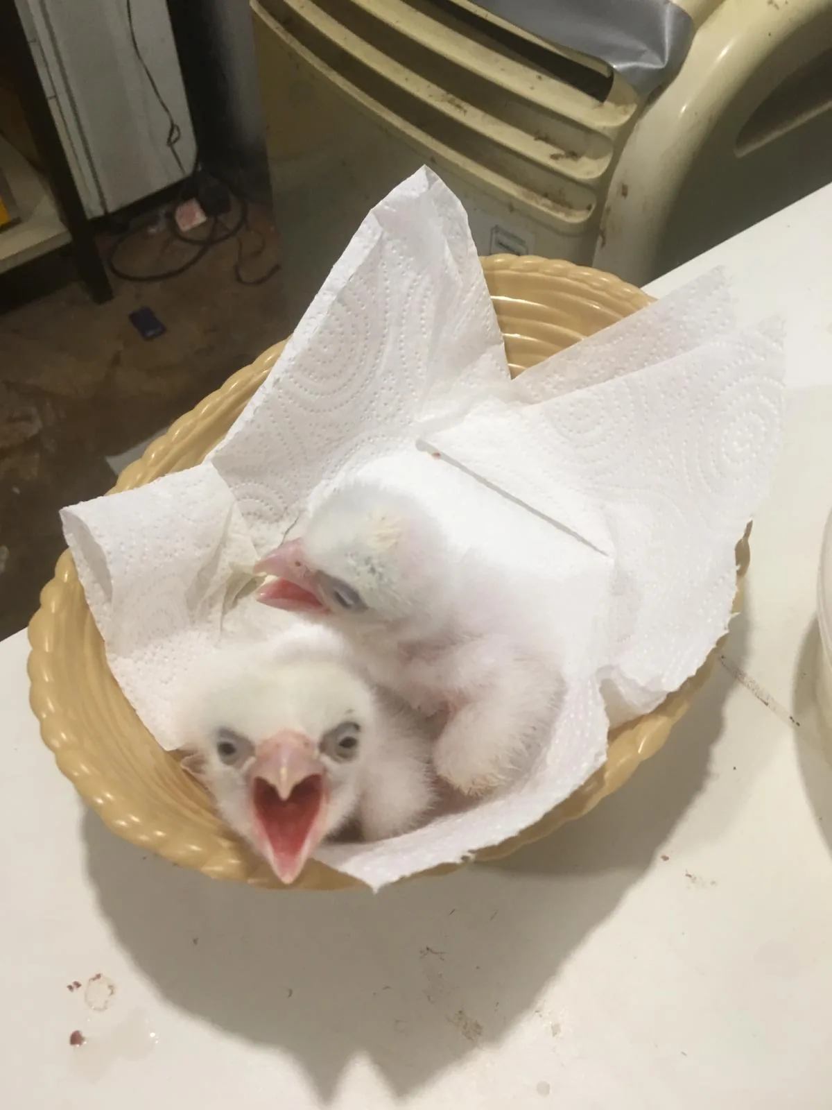 Young imprint Gyr/Prairie falcon chicks in a wicker nest basket — early stage of the specialist imprint training programme