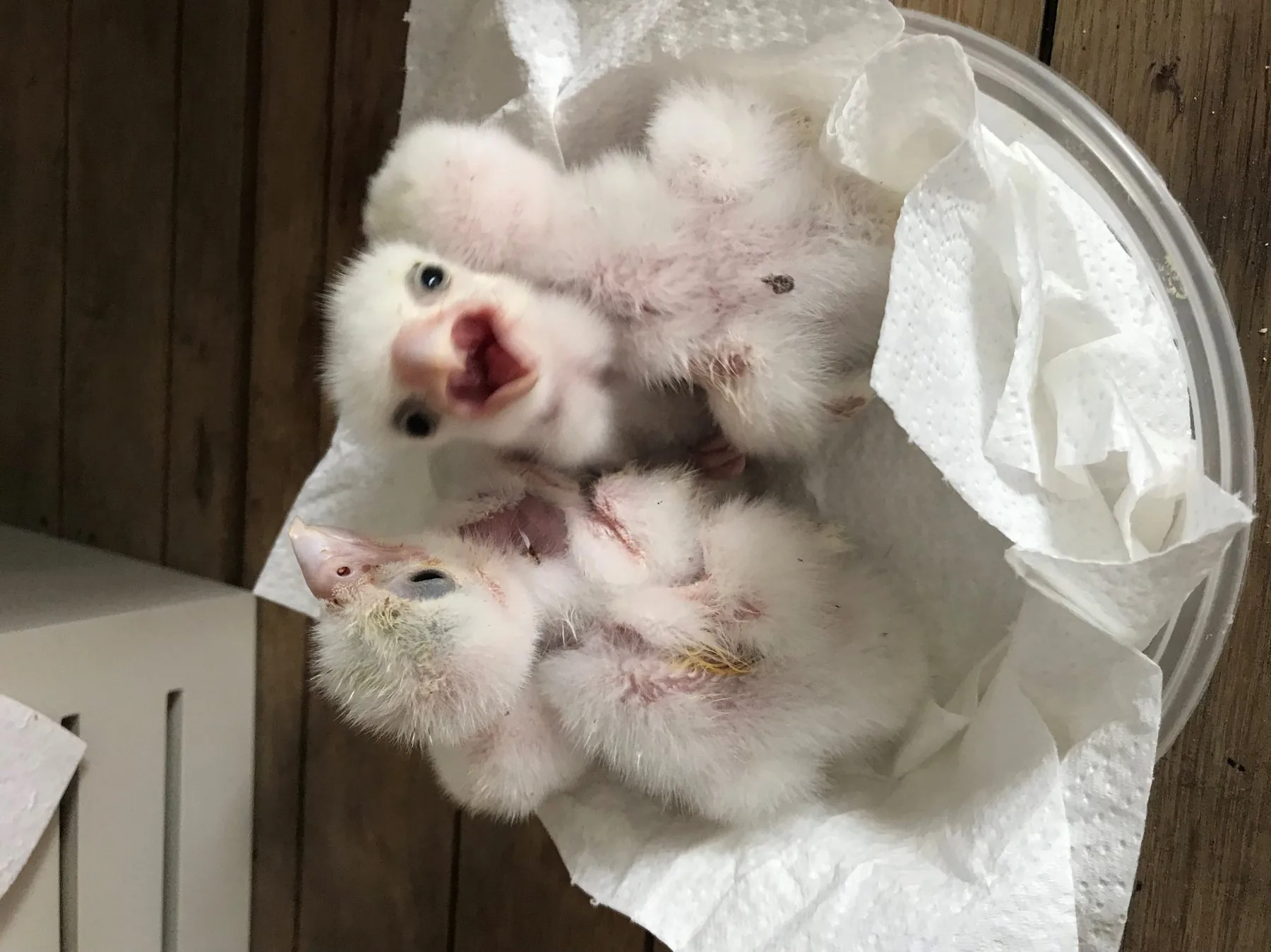 Two six-day-old imprint Gyr/Prairie falcon chicks in a nest basket — downy feathers, eyes just opening