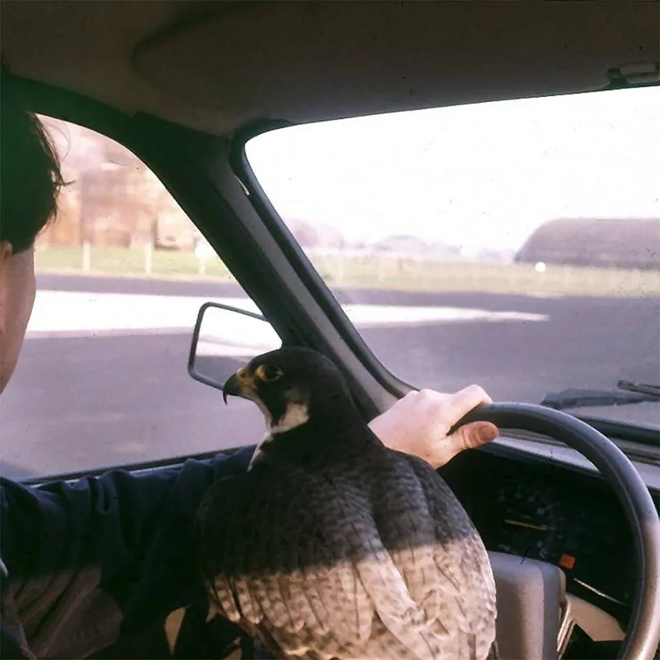 Imprint peregrine falcon Socrates riding the steering wheel of the bird-control patrol vehicle at RAF Alconbury — perimeter road visible behind