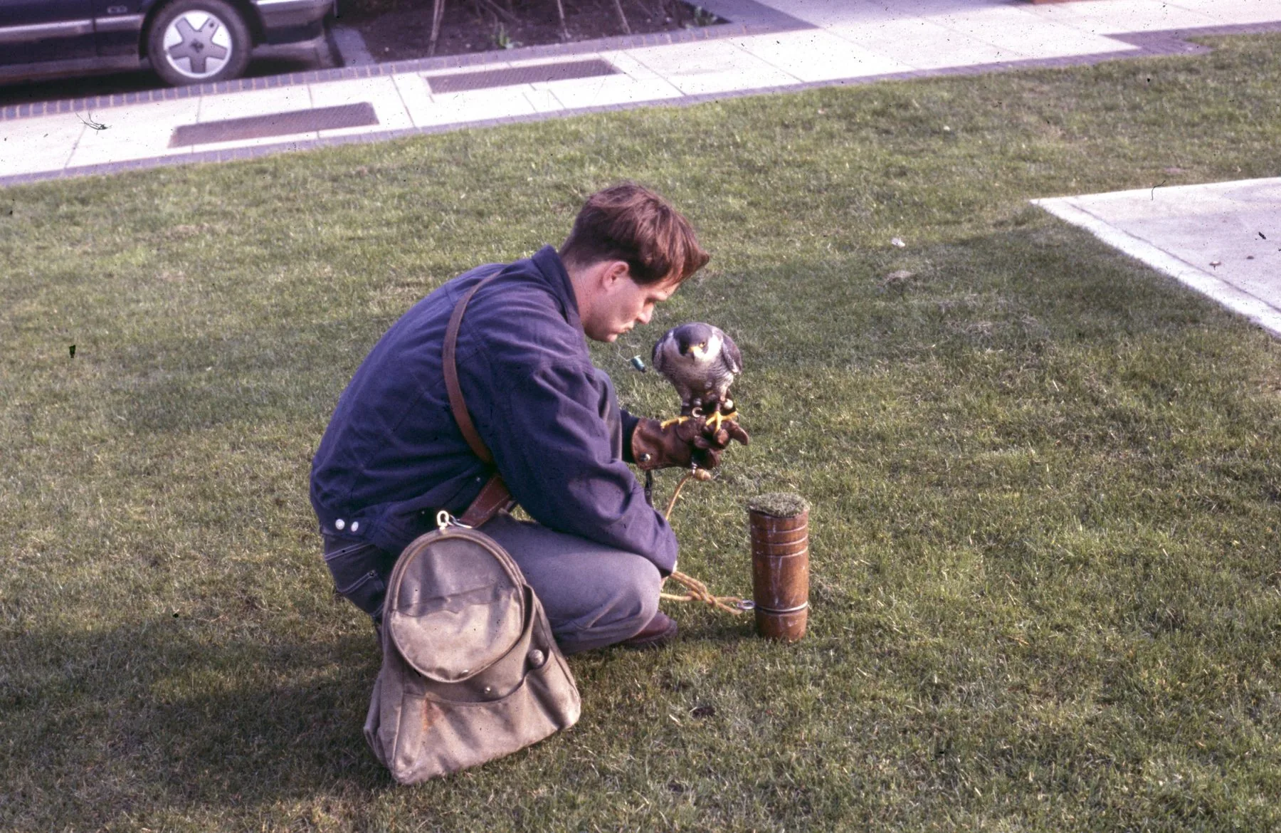 Wayne Davis kneeling with a peregrine falcon on his gloved fist — early days of the RAF Mildenhall bird-management programme
