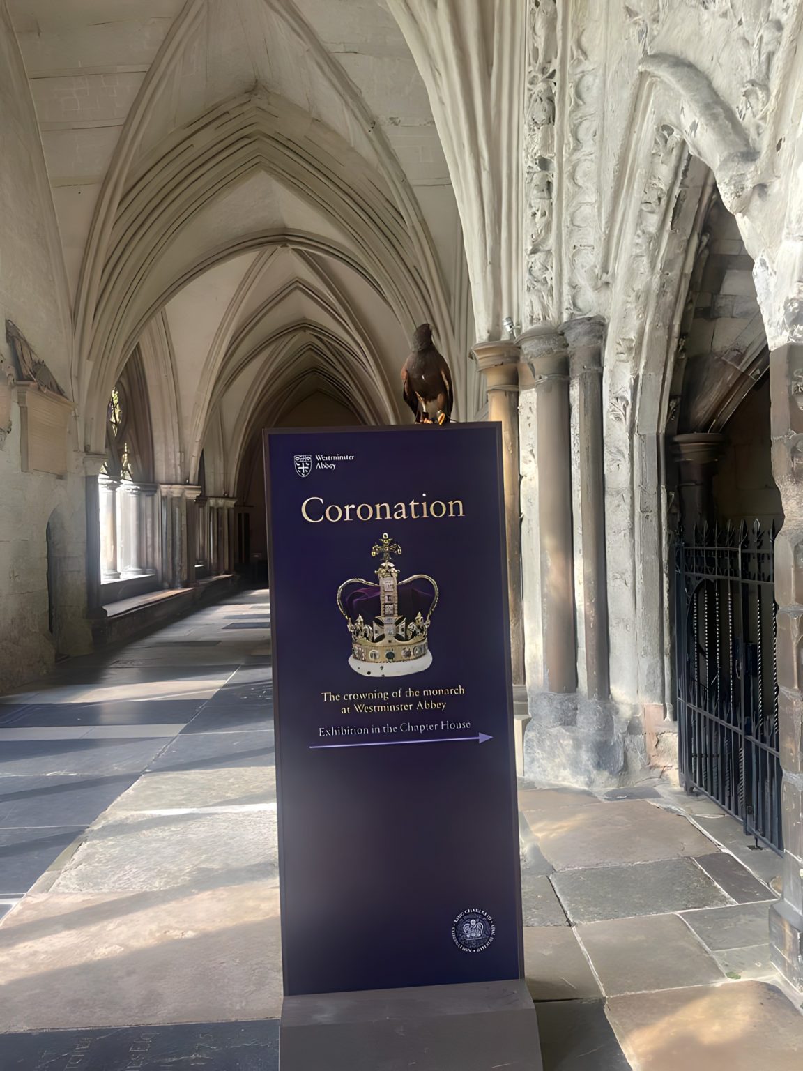 Harris hawk inside Westminster Abbey cloisters beside Coronation exhibition sign — heritage falconry bird control