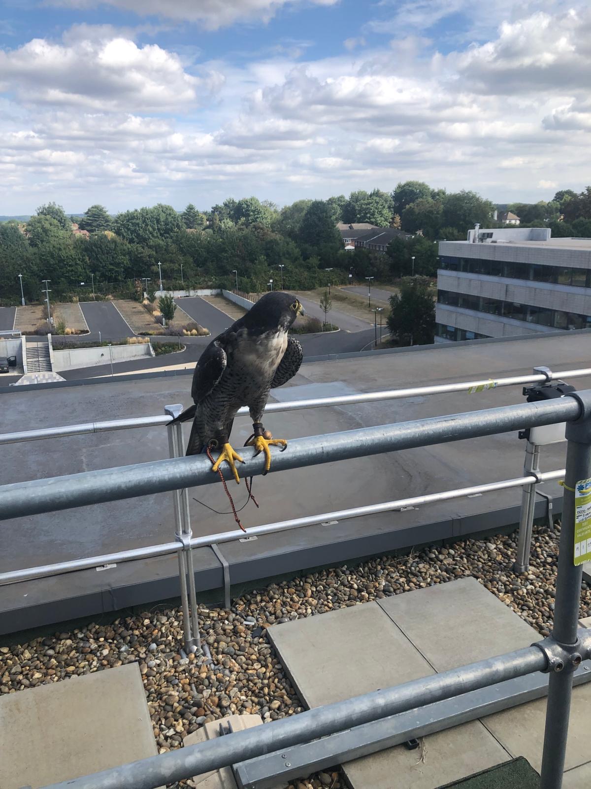 Peregrine falcon on rooftop railing — commercial bird control, UK