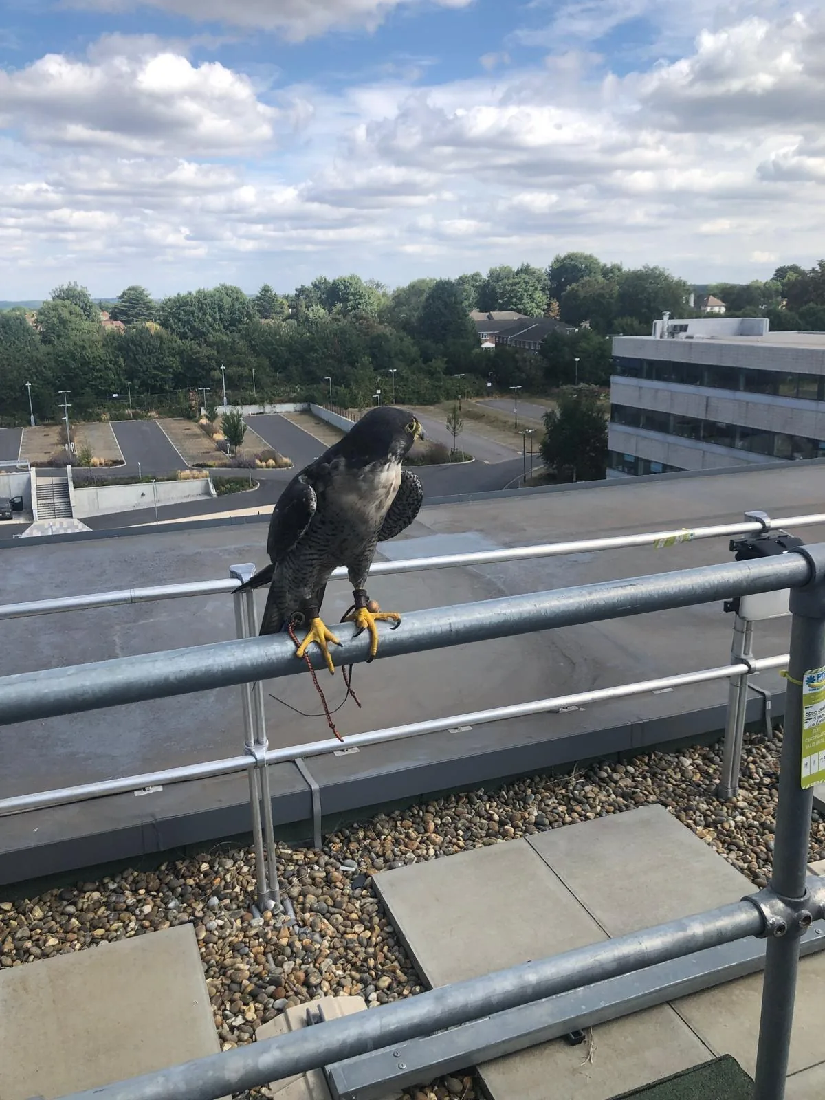 Peregrine falcon on rooftop — planning stage bird mitigation
