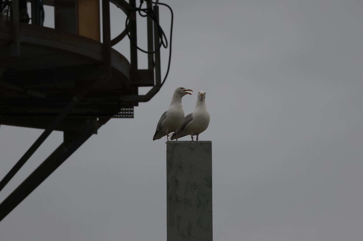 Point of Ayr gas terminal at dusk — industrial bird management site, Liverpool Bay