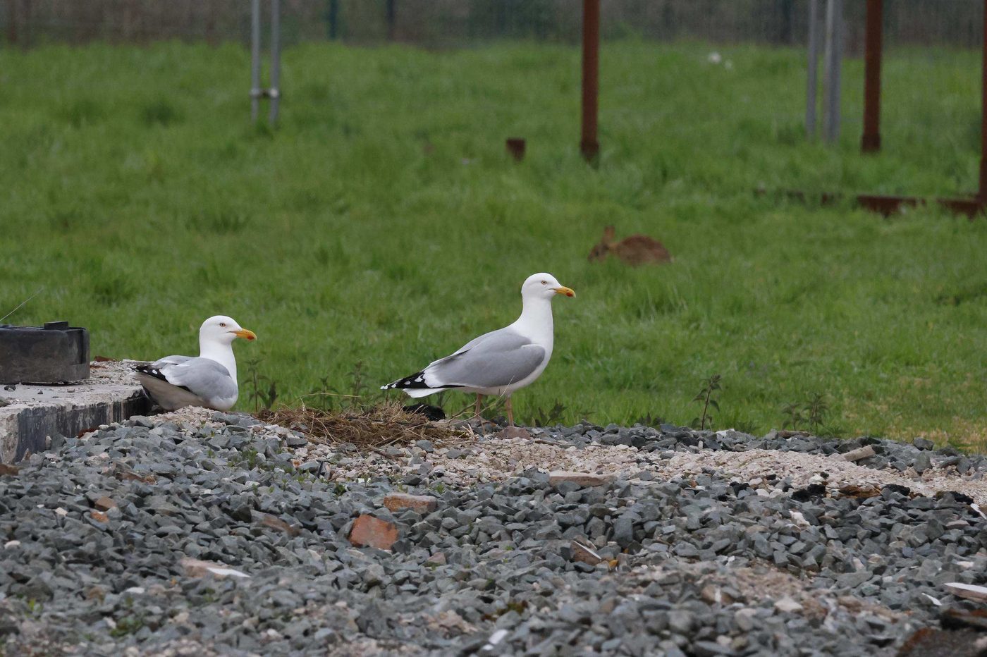 Lesser black-backed gull nesting among demolition rubble at Point of Ayr — dense ground nesting in operational areas