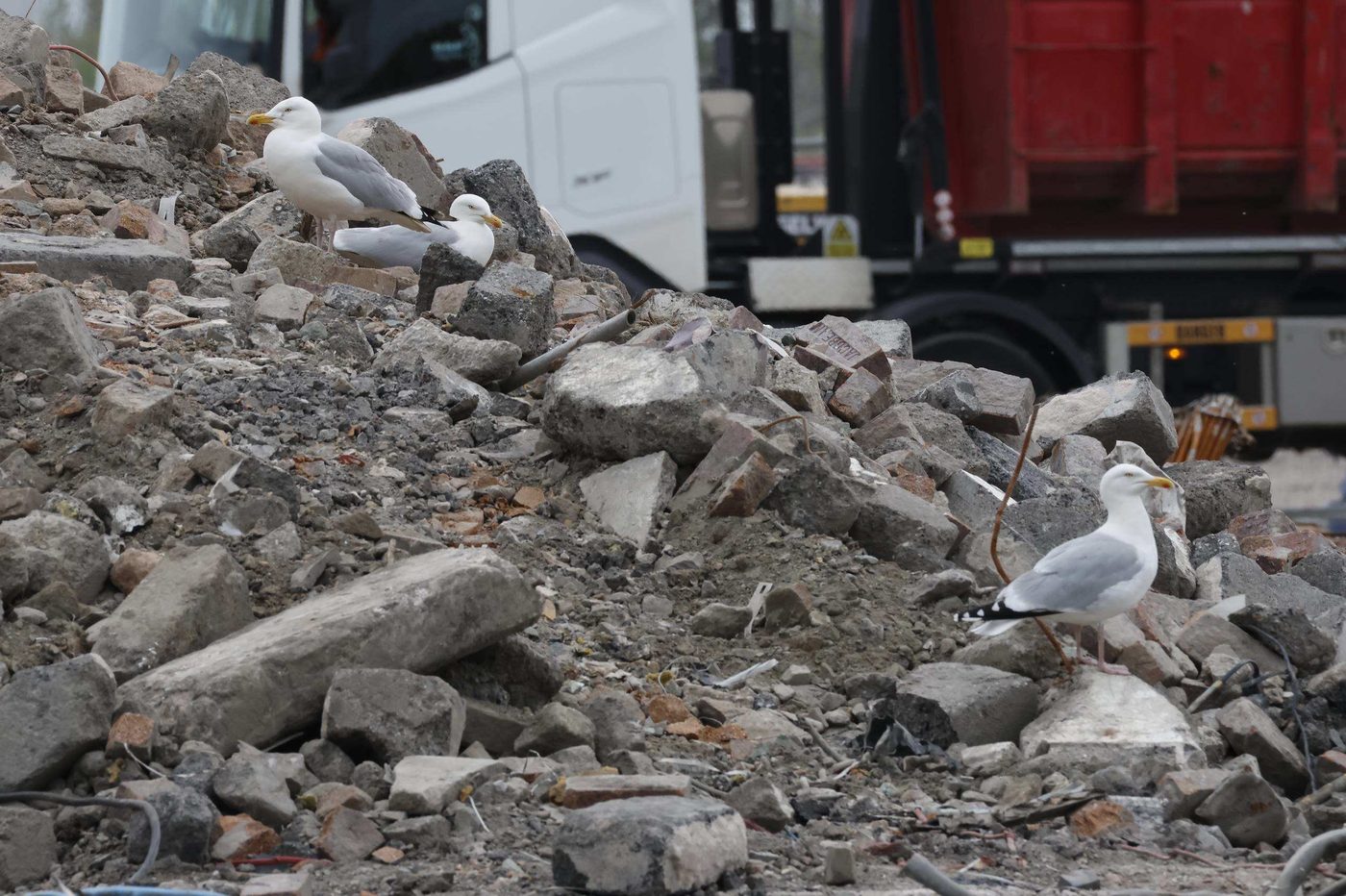 Gulls calling from demolished concrete post at Point of Ayr — territorial behaviour during breeding season