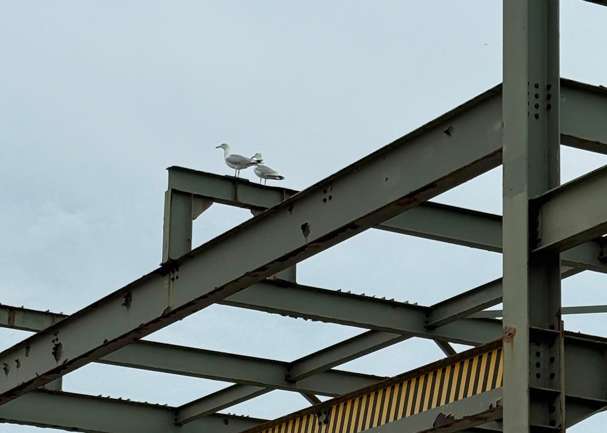 Two gulls roosting on rusting steel frame structure at Point of Ayr — birds using remaining infrastructure