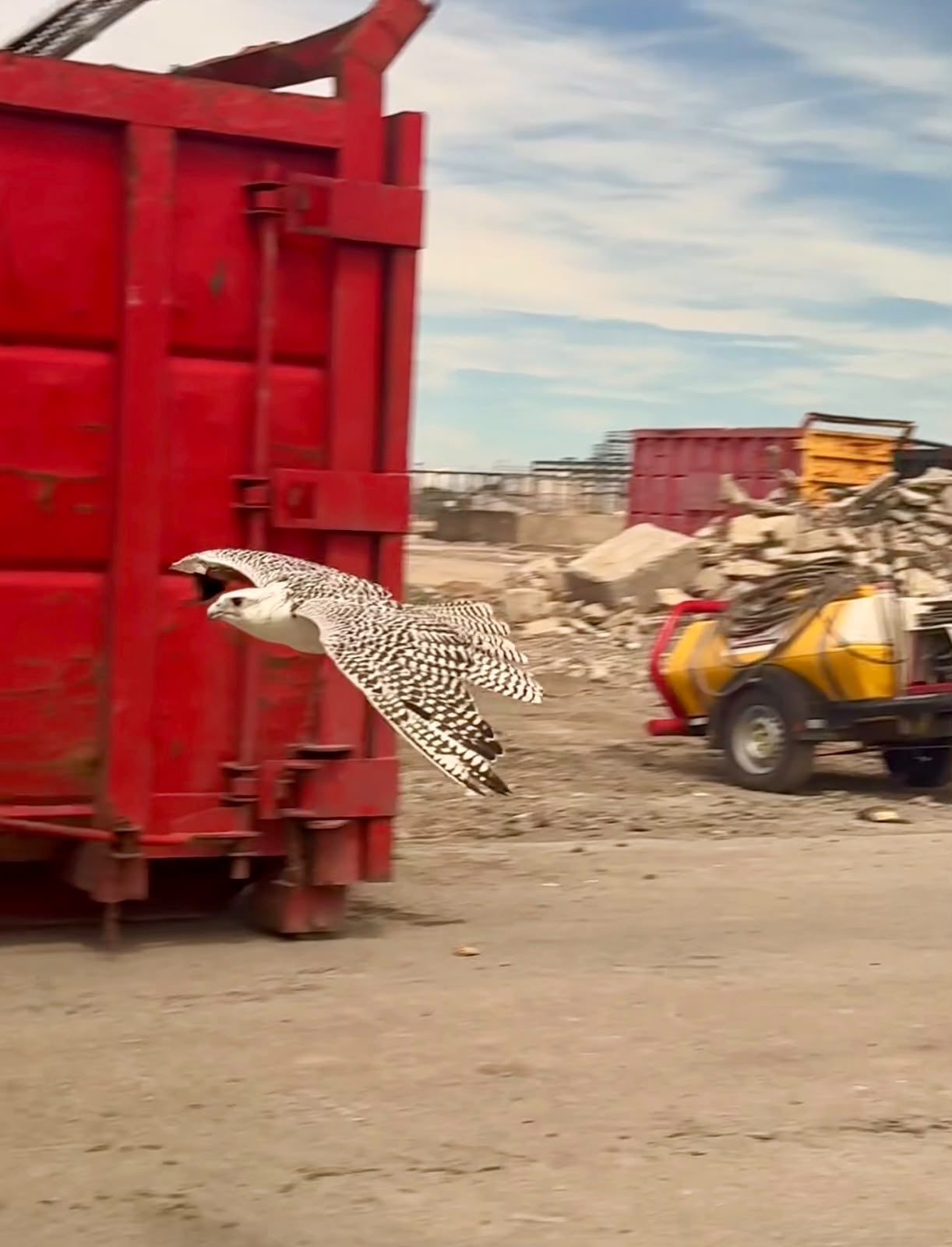 Gyrfalcon in low-level flight past industrial skip at Point of Ayr — active bird deterrence