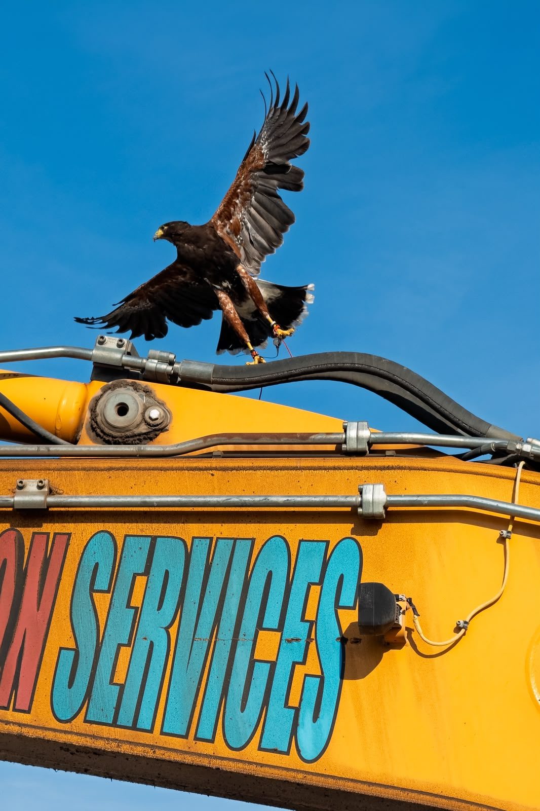 Harris hawk landing on D Morgan excavator arm at Point of Ayr — falconry-led industrial bird management