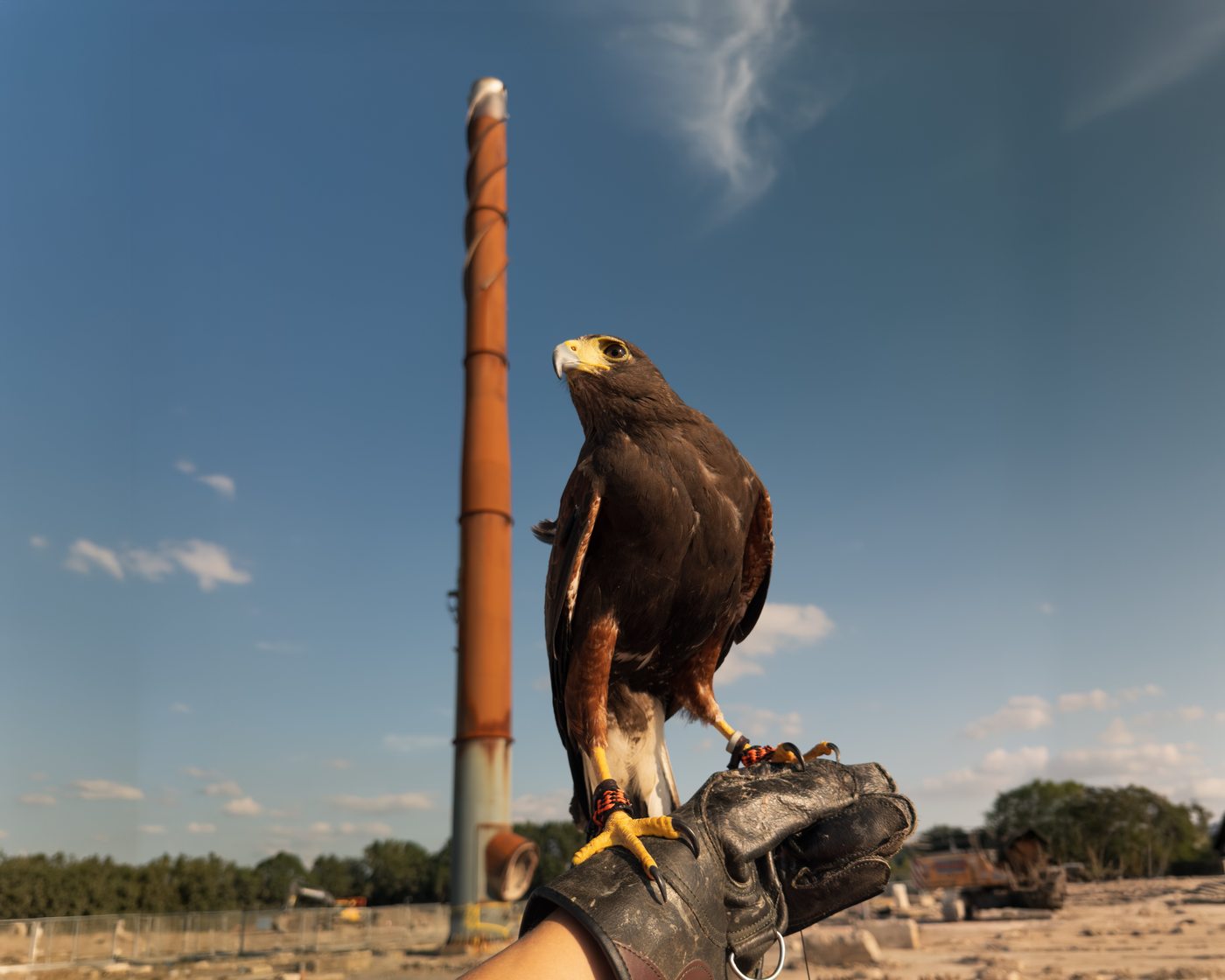 Harris hawk on falconer's glove at Point of Ayr with red chimney stack and blue sky — golden hour