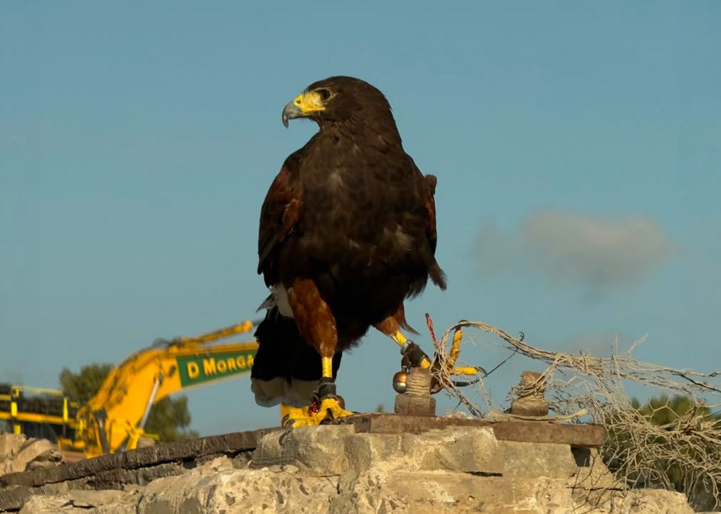 Harris hawk perched on demolished wall at Point of Ayr with D Morgan excavator in background — operational falconry on active CCS demolition site