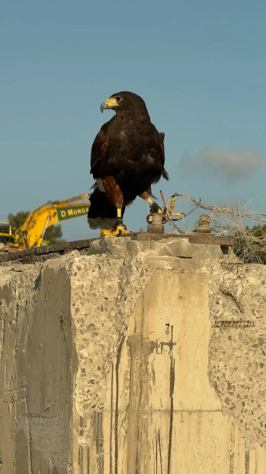 Harris hawk perched on excavator arm at Point of Ayr gas terminal during active demolition works, North Wales