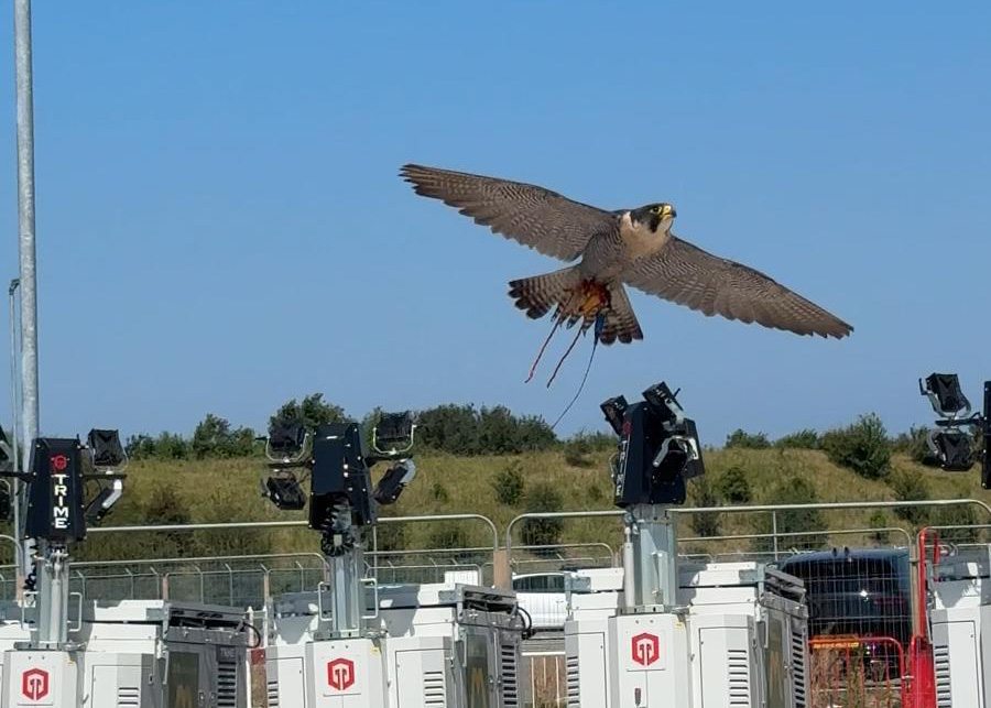 Peregrine falcon in flight over GP power units at Point of Ayr — gull deterrence on the operational site