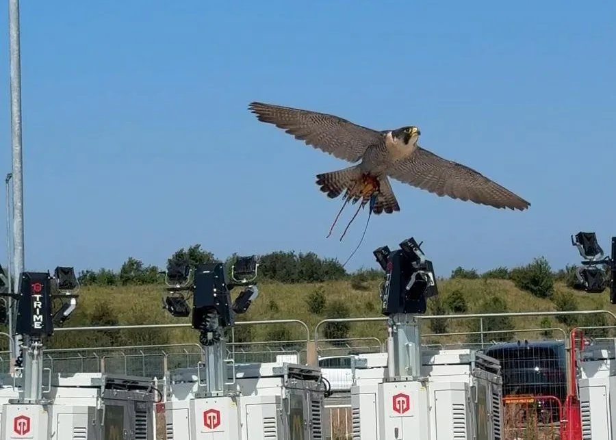 Peregrine falcon in flight over industrial infrastructure — commercial gull control on an active construction and energy site, UK