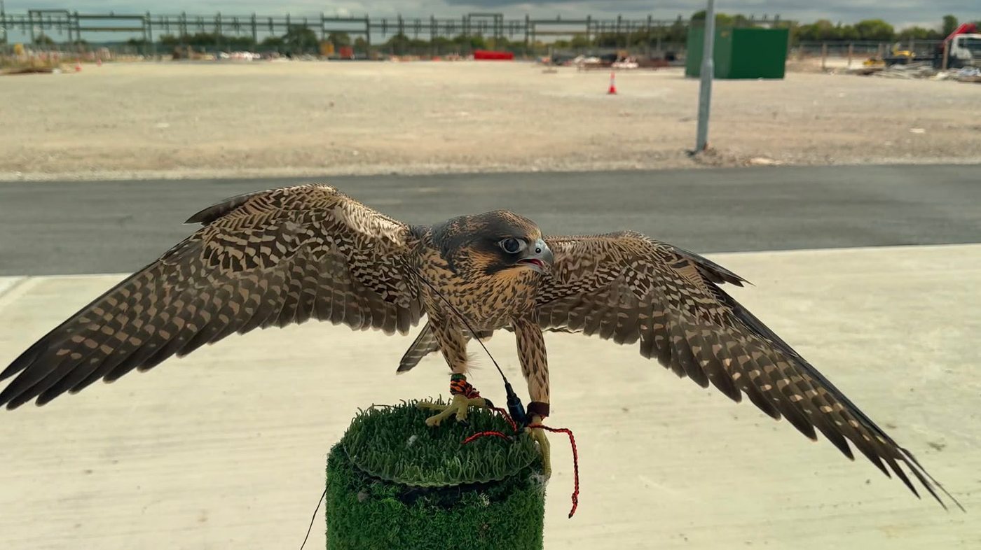 Young peregrine falcon wings spread on block perch at Point of Ayr — cleared site and steel infrastructure behind