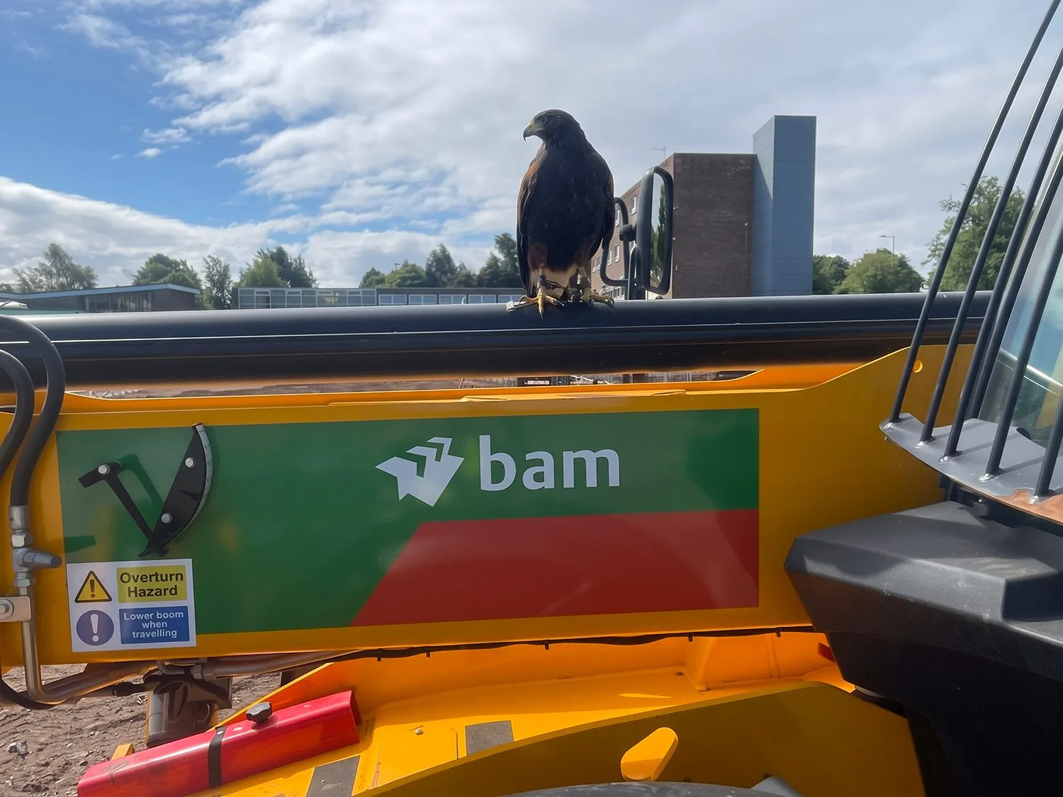 Harris hawk perched on top of yellow BAM excavator at The Salesian Academy demolition site — full BAM livery visible, residential buildings and trees in background