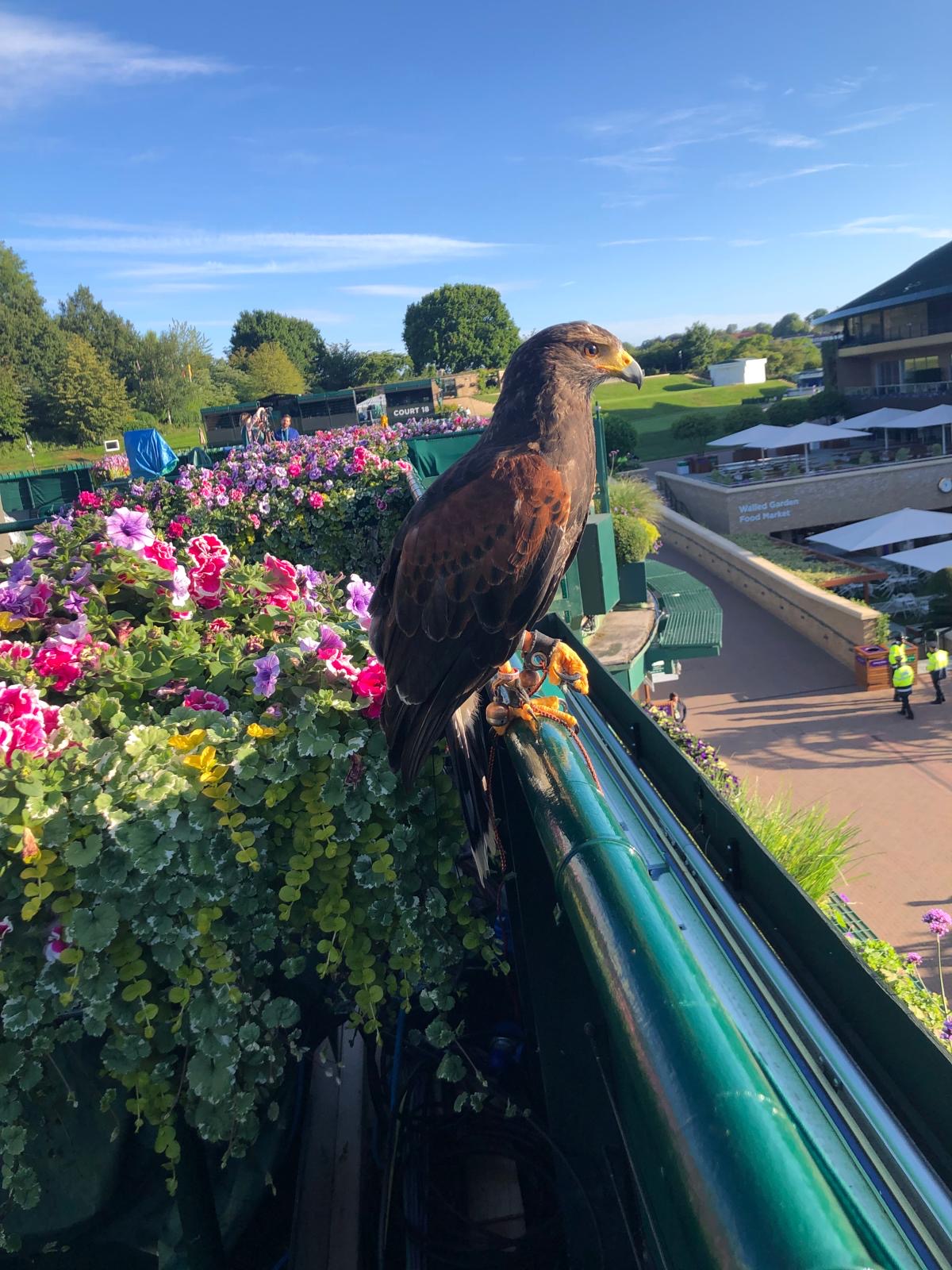 Wimbledon Championships aerial view — Avian Environmental UK operational territory