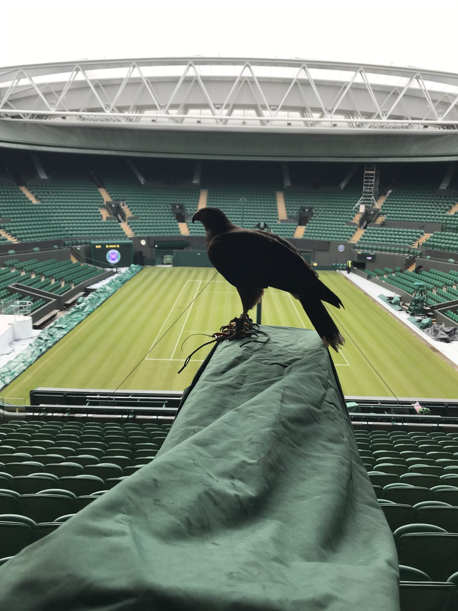 Rufus the Harris's hawk inside Centre Court — bird control programme, Wimbledon Championships