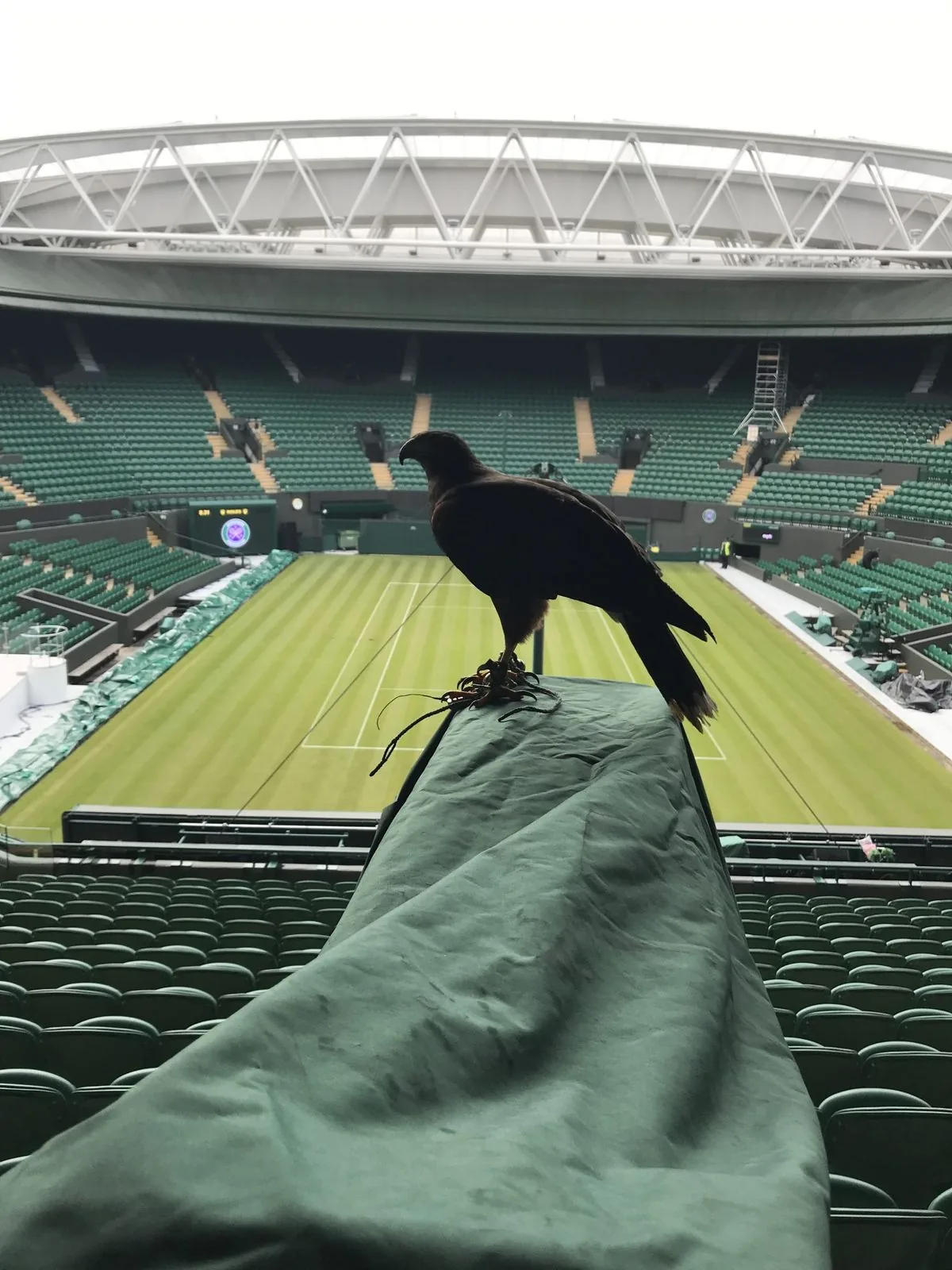 Rufus the Harris's hawk inside Wimbledon Centre Court — handler Wayne Davis, Avian Environmental UK
